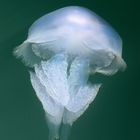 My Beautiful Jellyfish