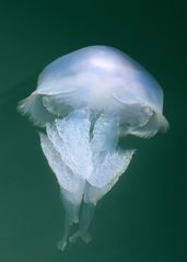 My Beautiful Jellyfish