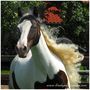 My beautiful mane von Linda Peinemann