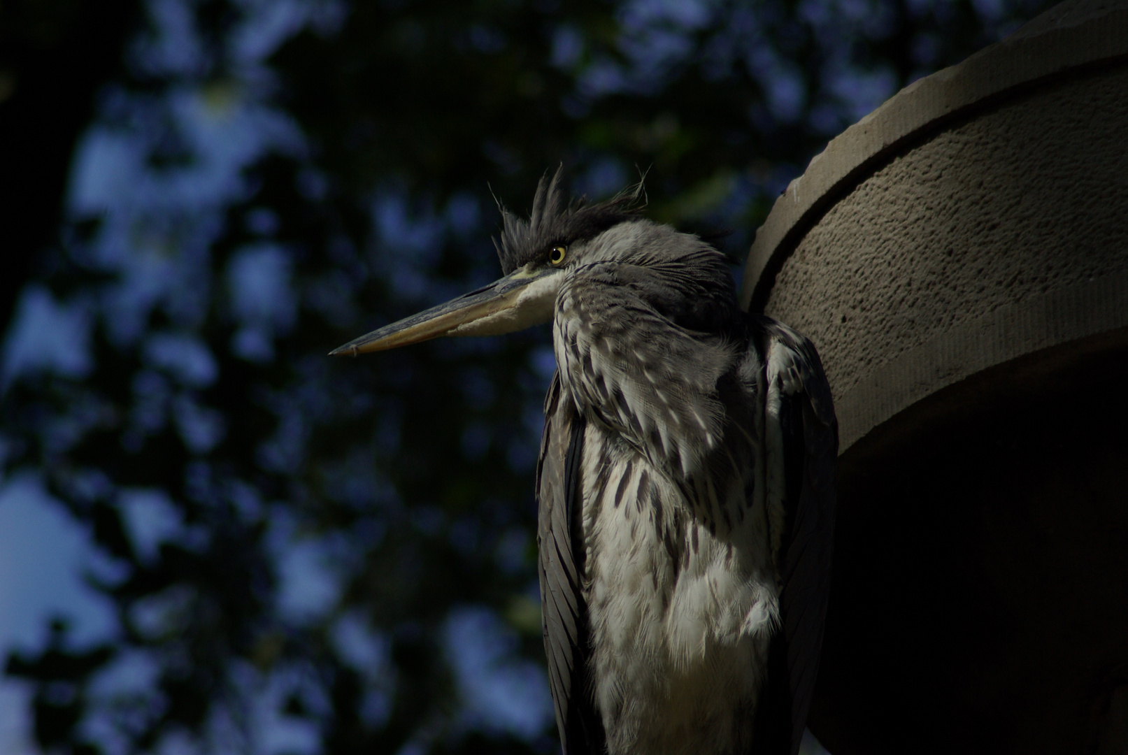 My beautiful modle Heron!