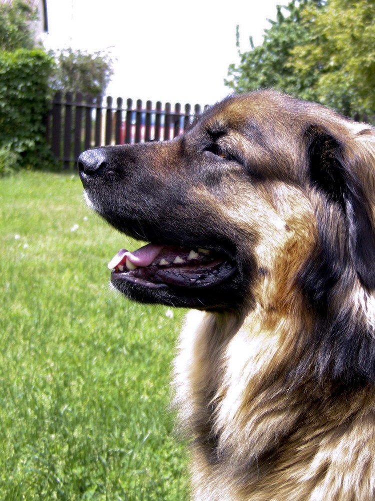 my best friend Fama , breed Leonberger