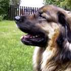 my best friend Fama , breed Leonberger