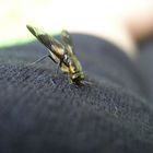 my best friend the fly