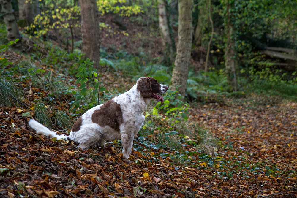 My Best mate enjoying Autumn