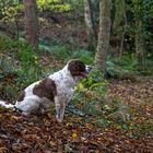 My Best mate enjoying Autumn