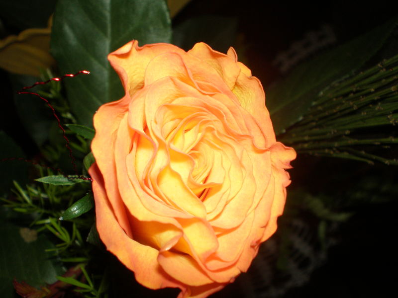 my birthday´s rose