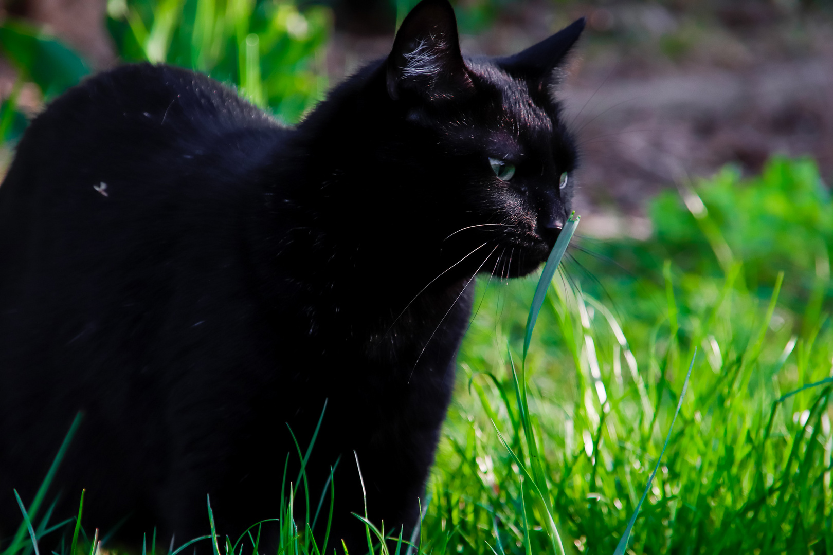 my black Cat