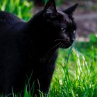 my black Cat