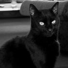 My Black Cat