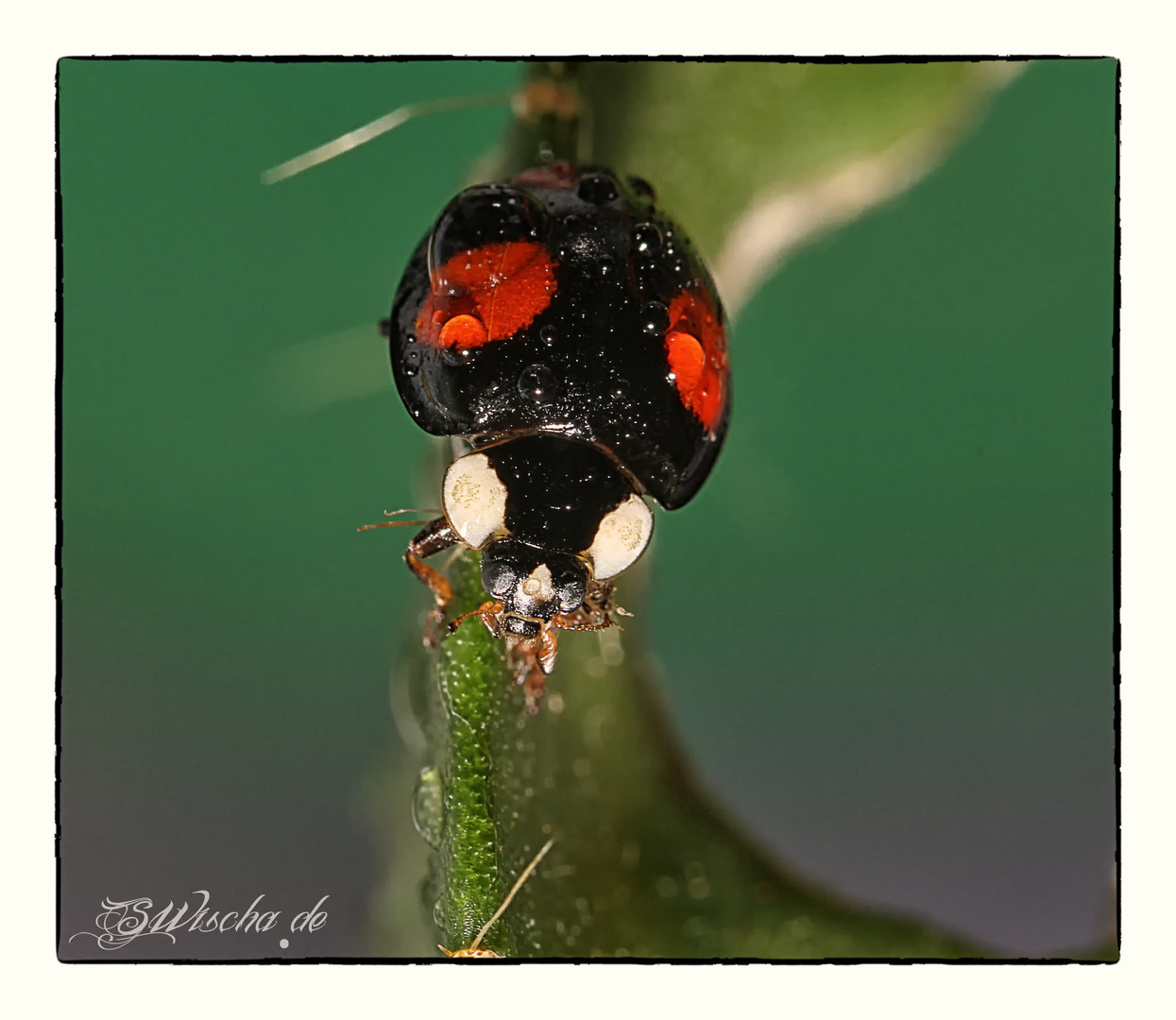 My Black Ladybird