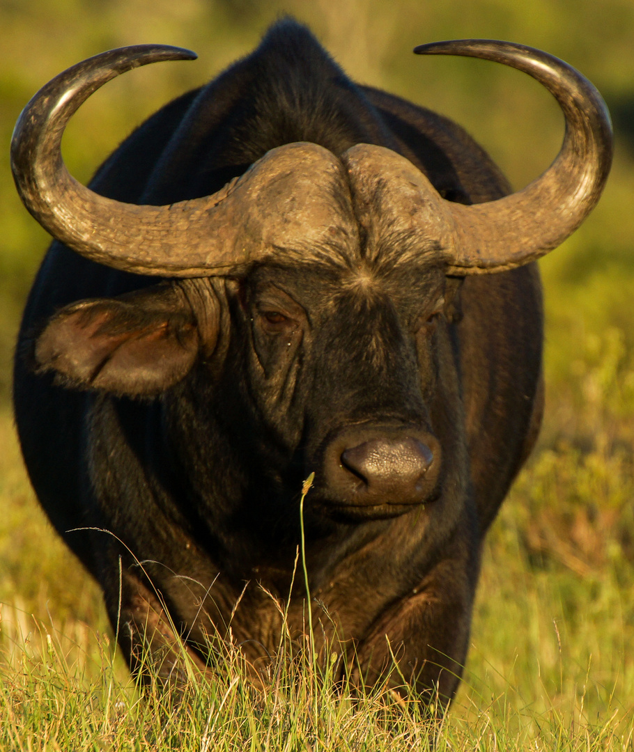 My Buffalos-Gehörnter Bulle