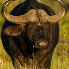 My Buffalos-Gehörnter Bulle