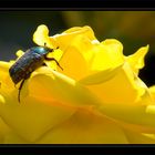 My Bug - Garten 1