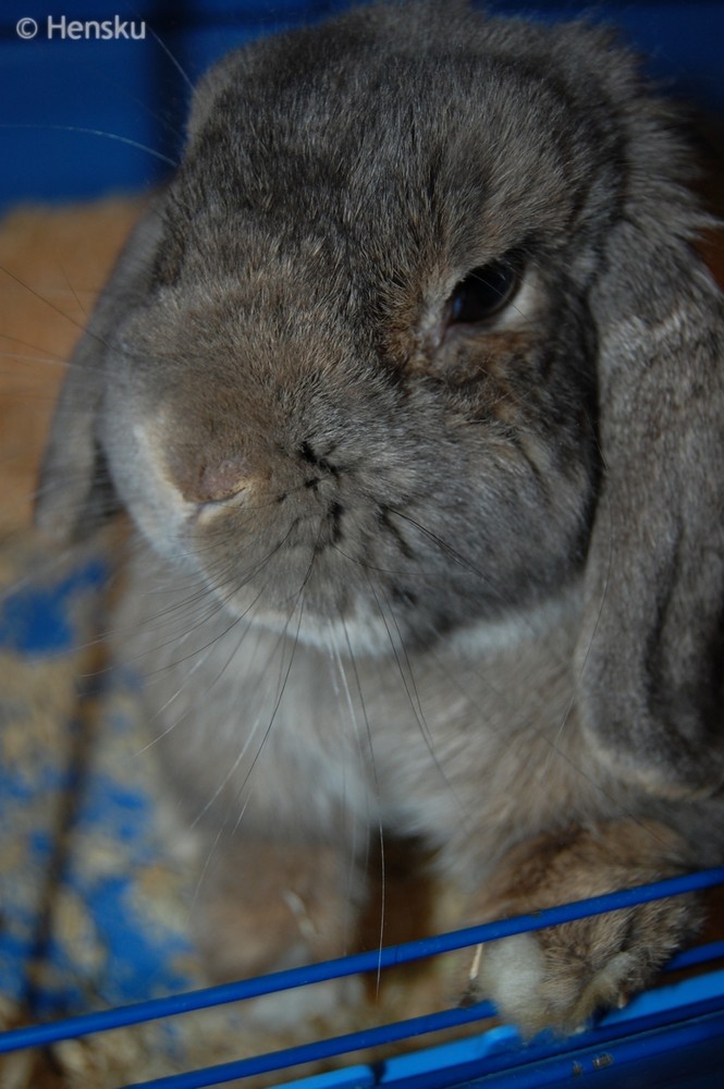 My bunny :)