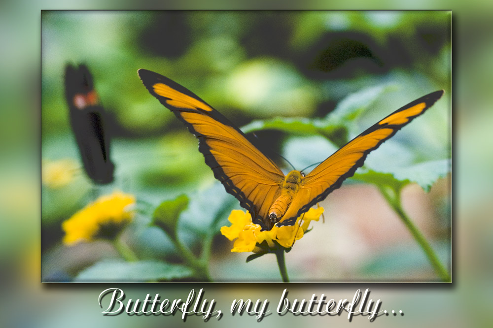 My butterfly...