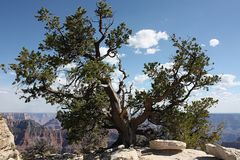 My Canyon Tree - 2 -
