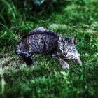 my cat in the garden