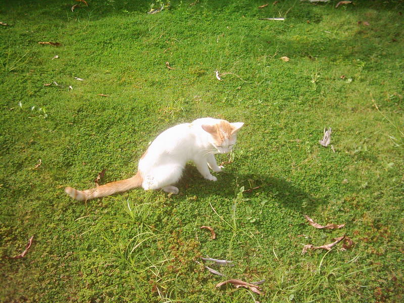 my cat in the garden...