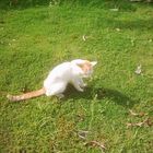 my cat in the garden...
