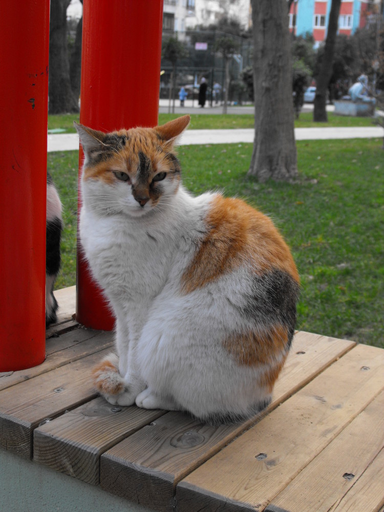 My Cat In the Park