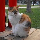 My Cat In the Park