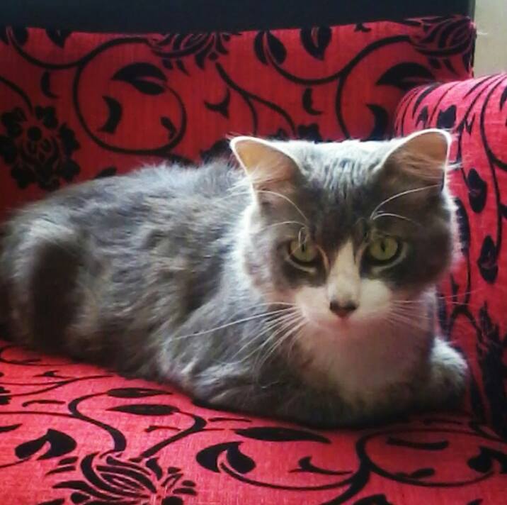 My cat " Mizho"