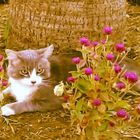 My cat " Mizho " resting in the garden