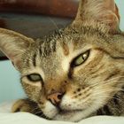 My cat relaxing in summer on my bed.