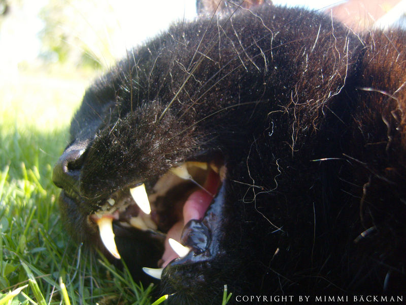 My Cat , ( she´s not a fan of being brushed on the lawn )