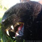 My Cat , ( she´s not a fan of being brushed on the lawn )