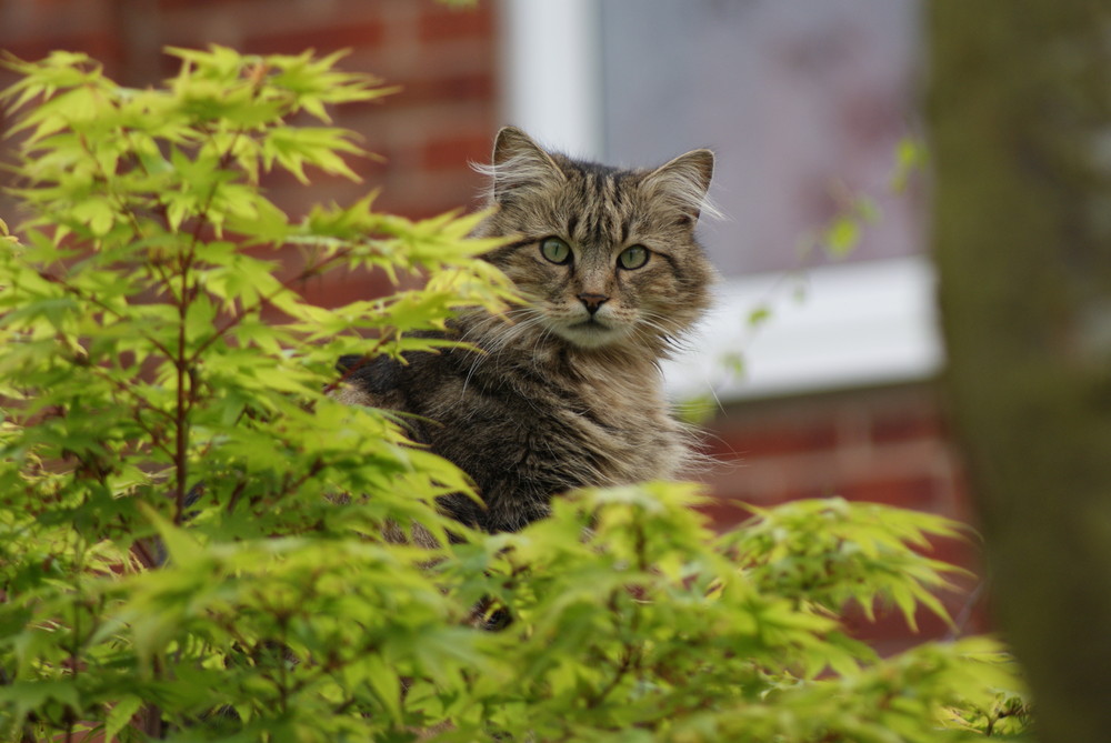 My cat Titch on the lookout