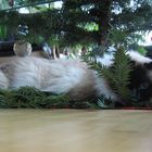 My Cat under the X-Mas Tree