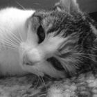 my cat...<33