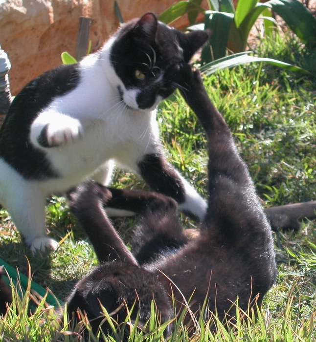 my cats playing or fighting?