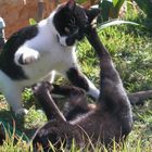 my cats playing or fighting?