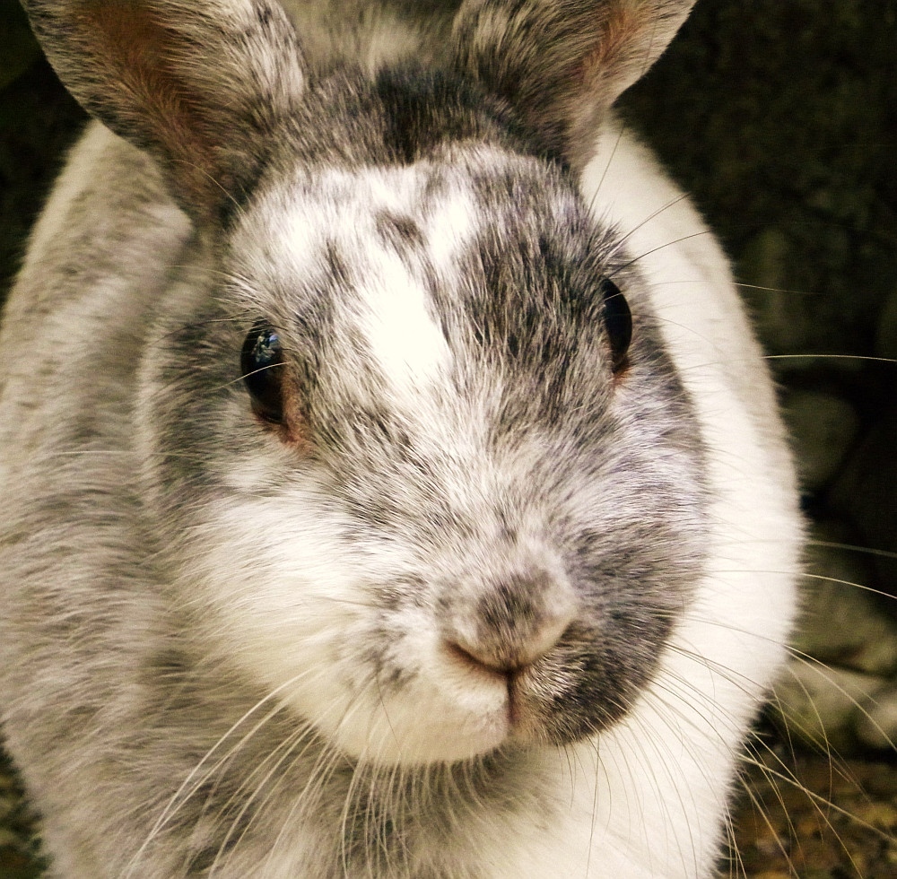 my cesa-rabbit - 2