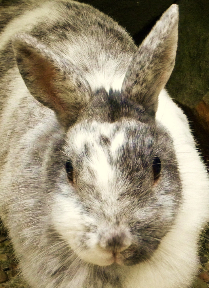 my cesa-rabbit