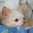 my Chihuahua Yuki