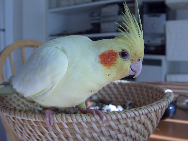 my cockatiel