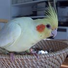 my cockatiel