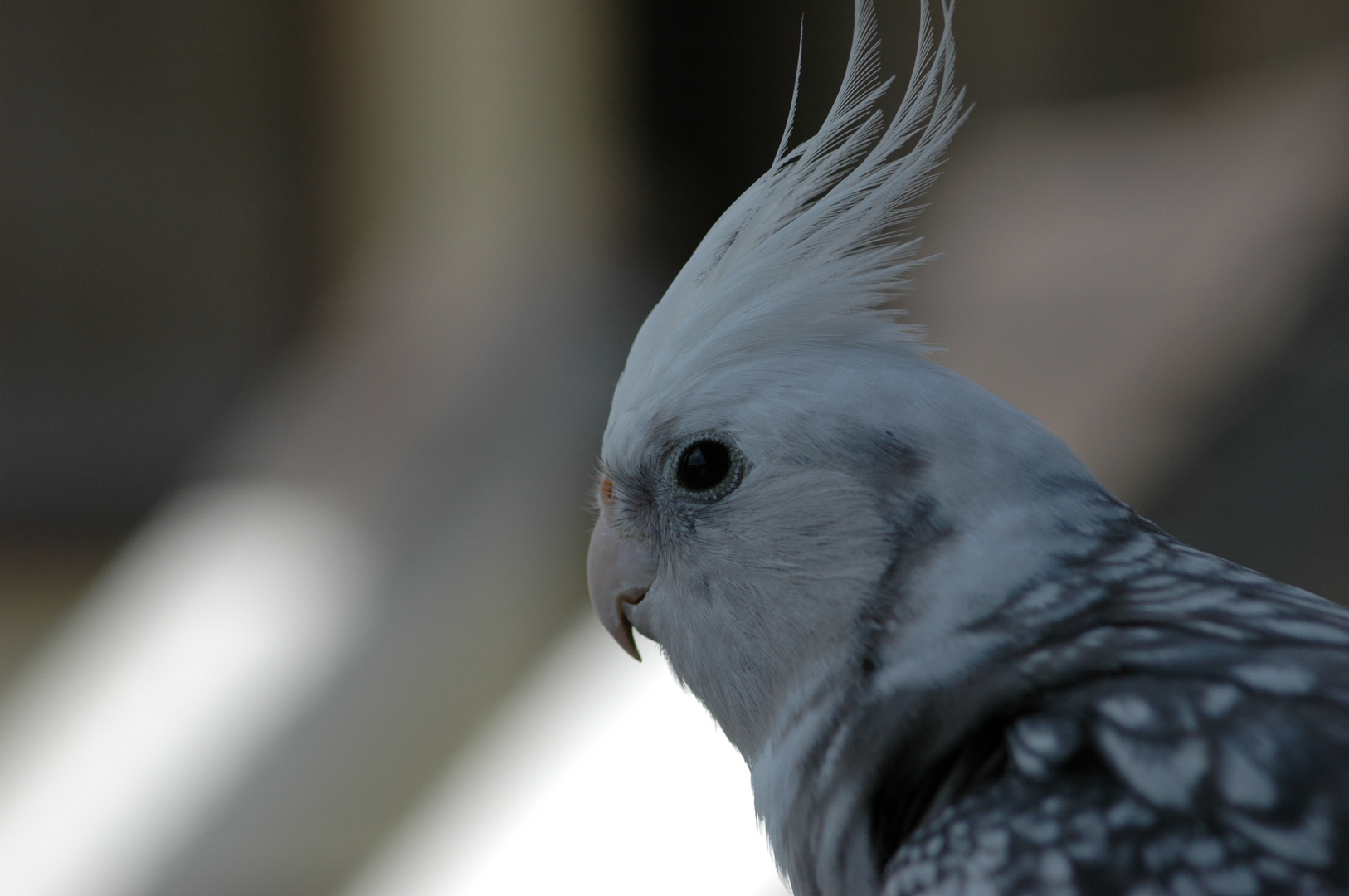 My cockatiel