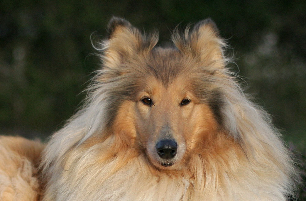 My collie , "Sorciere bien aimée"