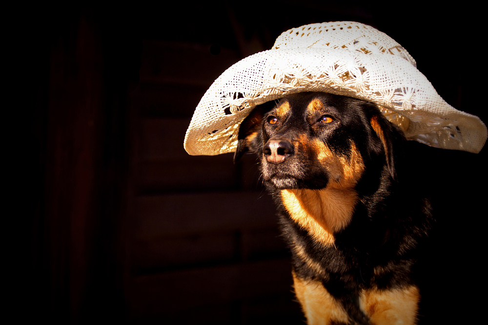 My Cowgirl