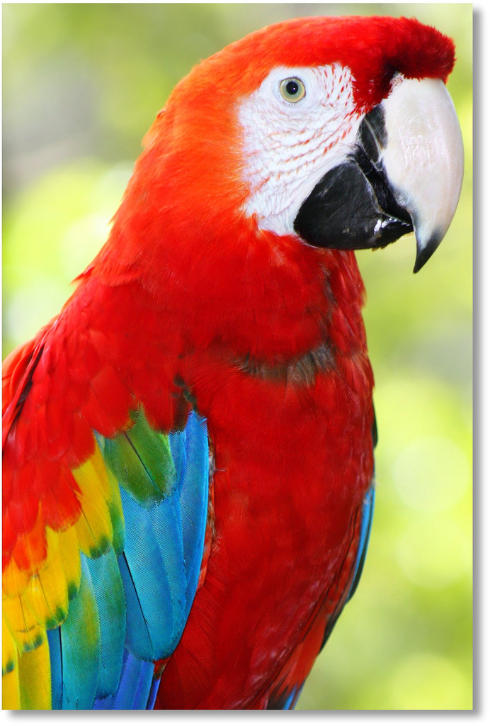 My daughter's Macaw