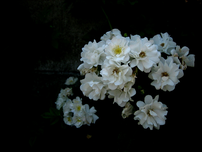 My Dead Flowers Are Still Alive Even In The Endless Dark