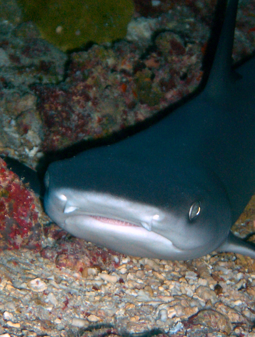 My dives-Babyshark White-Tip