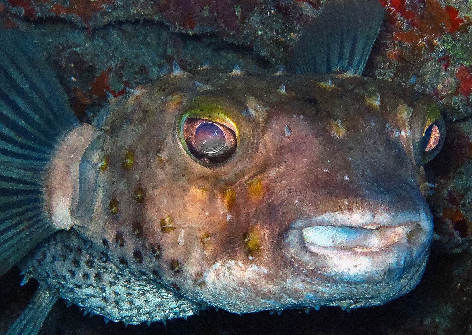 My dives-Igelfisch in Front