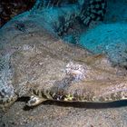 My dives-Krokodilfisch in Move