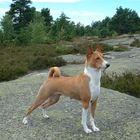 My dog, Basenji, Carmen Cita