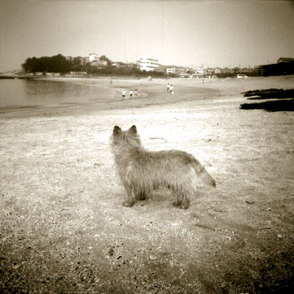 my dog (cairn terrier)